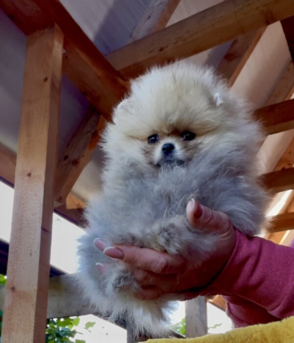 Dakota Pomeranian