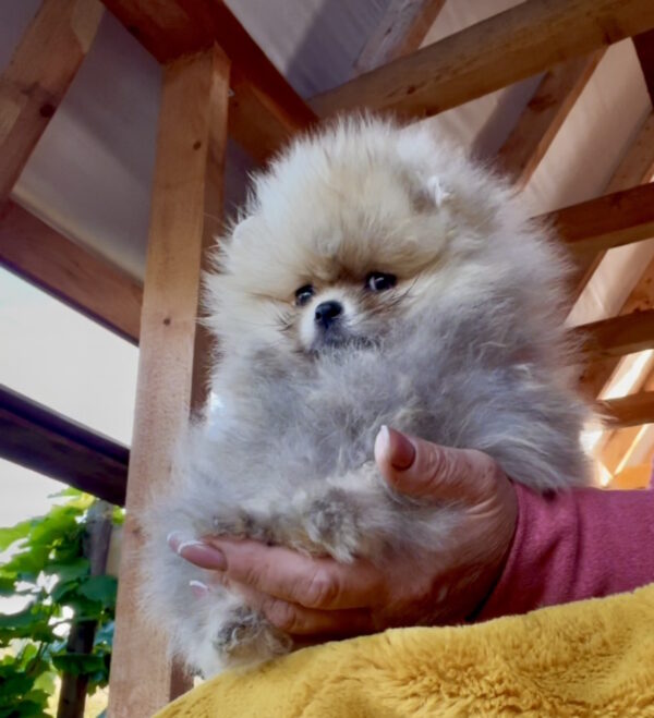 Dakota Pomeranian