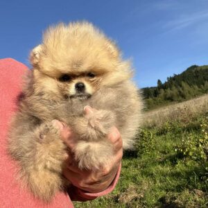Dakota Pomeranian