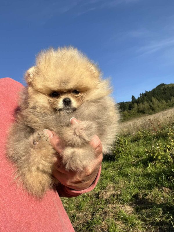 Dakota Pomeranian