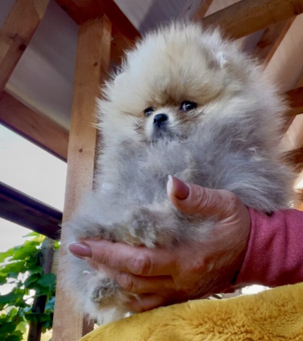 Dakota Pomeranian