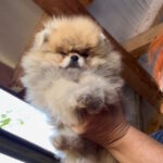 Dalila-female-pug-puppy-for-sale-1 (1)