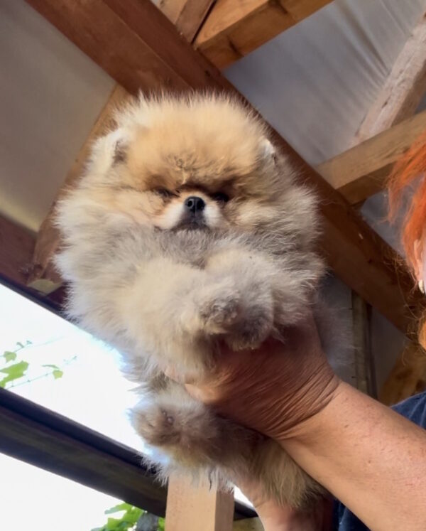 Dalila Pomeranian