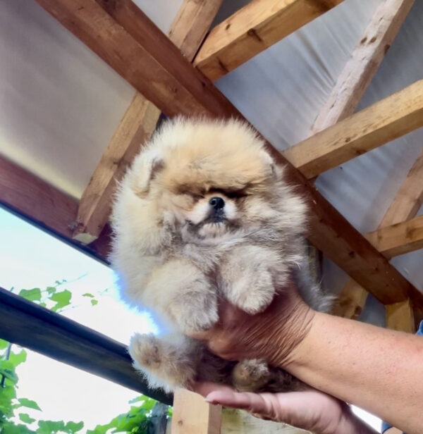 Dalila Pomeranian