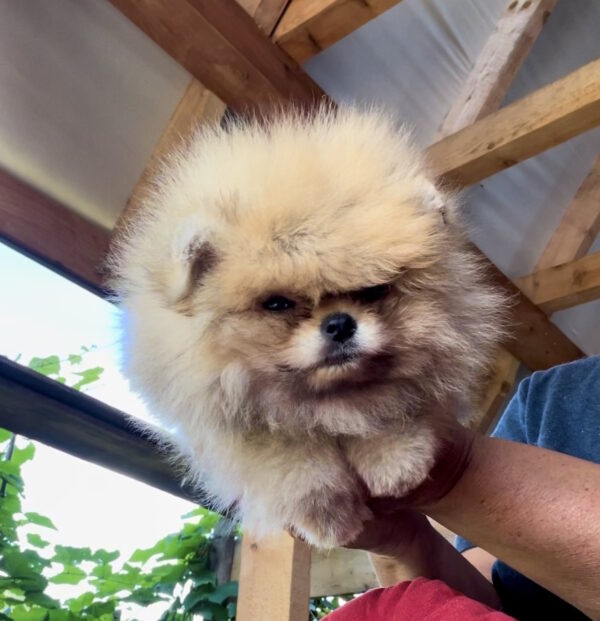 Dalila Pomeranian