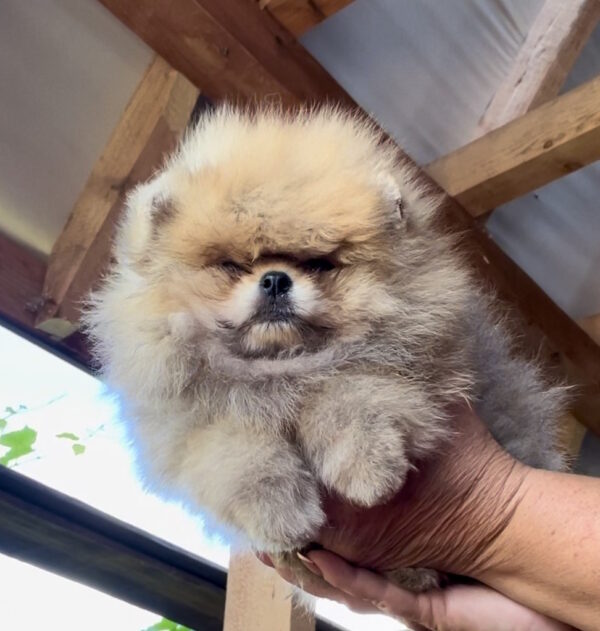 Dalila Pomeranian