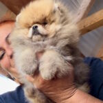Damir Pomeranian