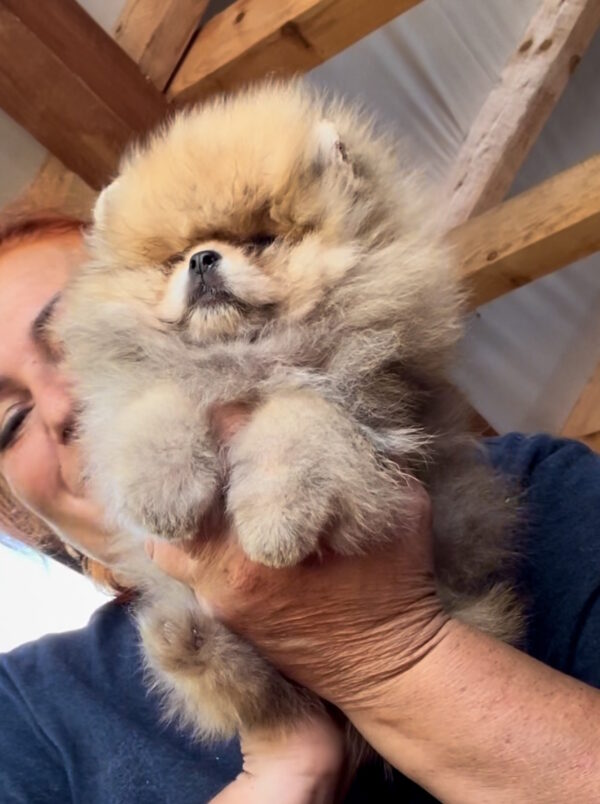 Dalila Pomeranian