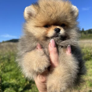 Damir Pomeranian