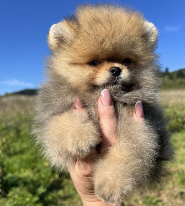 Damir Pomeranian
