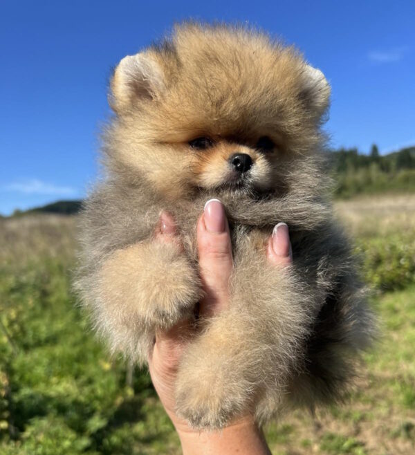 Damir Pomeranian