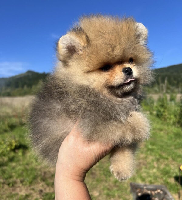 Damir Pomeranian