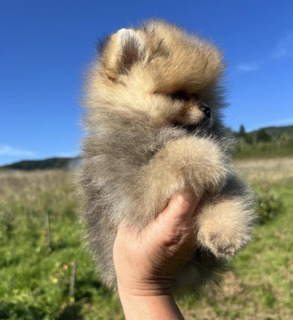 Damir Pomeranian