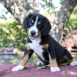 Dominic Entelbucher Sennehunde