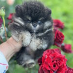 Butterfly Pomeranian
