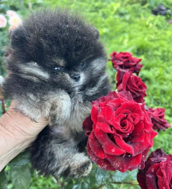 Dayna Pomeranian