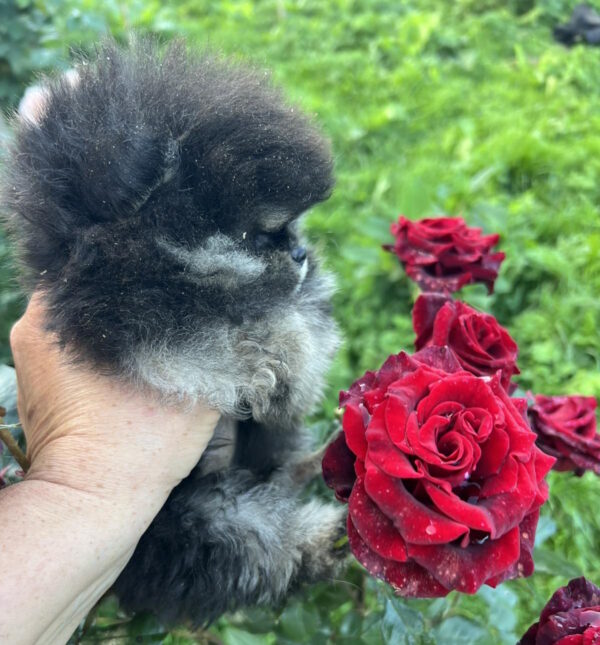 Dayna Pomeranian