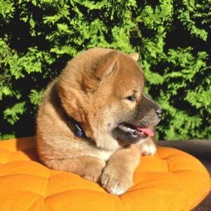 Dayo Shiba Inu