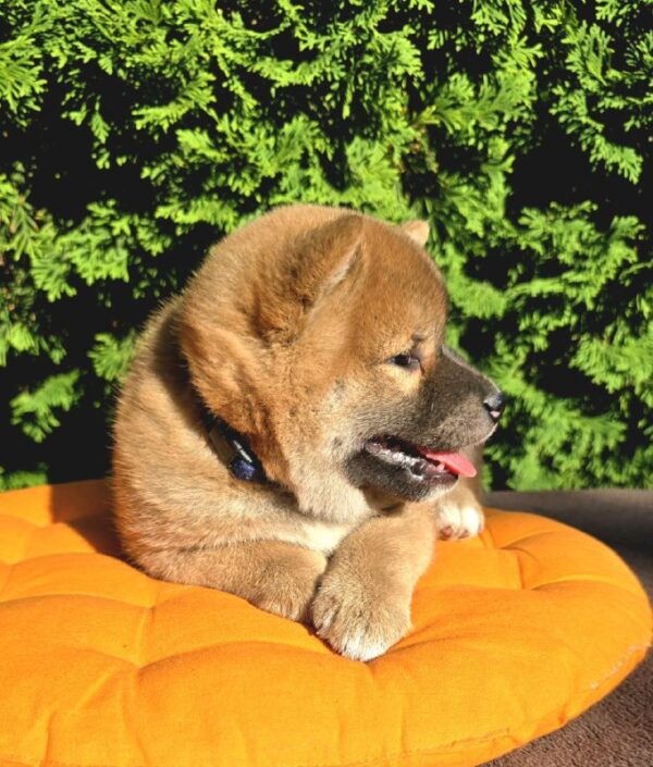 Dayo Shiba Inu