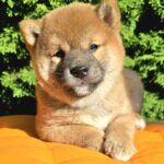 Dayo-male-Shiba-puppy-for-sale-2