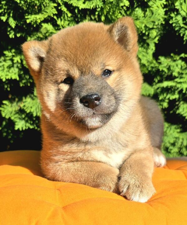 Dayo Shiba Inu