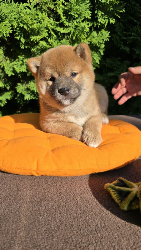 Dayo Shiba Inu
