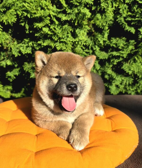 Dayo Shiba Inu