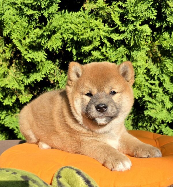 Dayo Shiba Inu