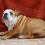 Dean-male-english-bulldog-puppy-for-sale- (1)