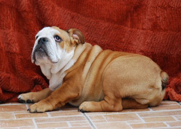 Dean English Bulldog