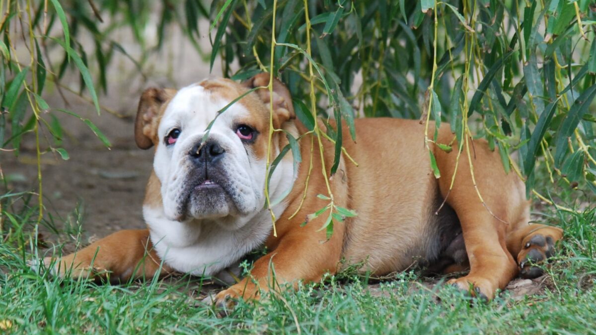 English Bulldog Dogs and Puppies for sale