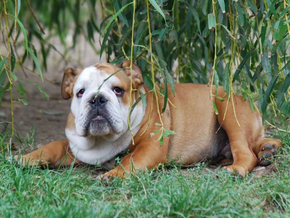 English Bulldog Dogs and Puppies for sale