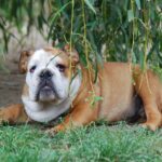 Dean-male-english-bulldog-puppy-for-sale- (2)