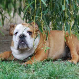Dean English Bulldog