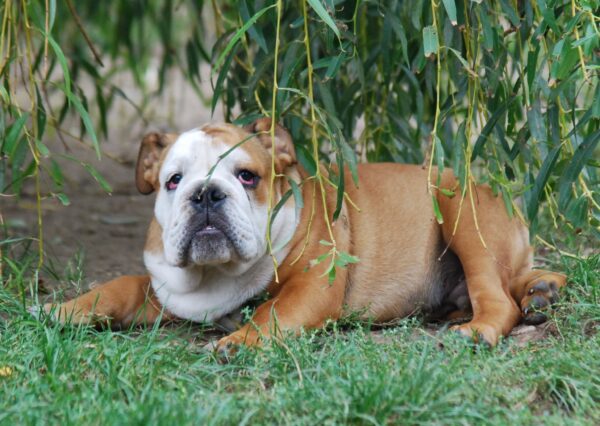 Dean English Bulldog