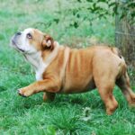 Dean-male-english-bulldog-puppy-for-sale- (3)