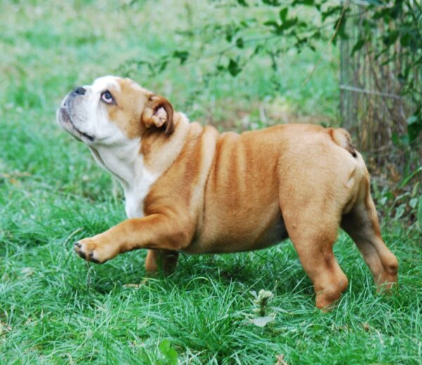 Dean English Bulldog