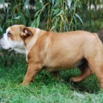 Dean-male-english-bulldog-puppy-for-sale- (4)