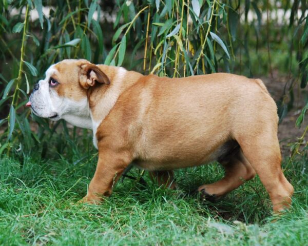 Dean English Bulldog