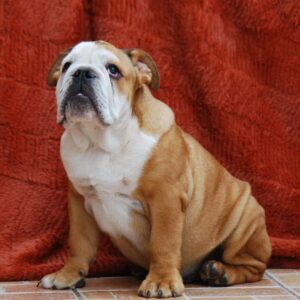Dean English Bulldog