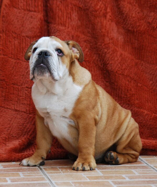 Dean English Bulldog