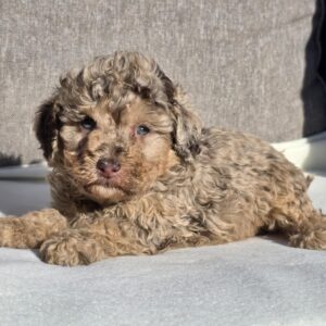 Debora Cavapoo