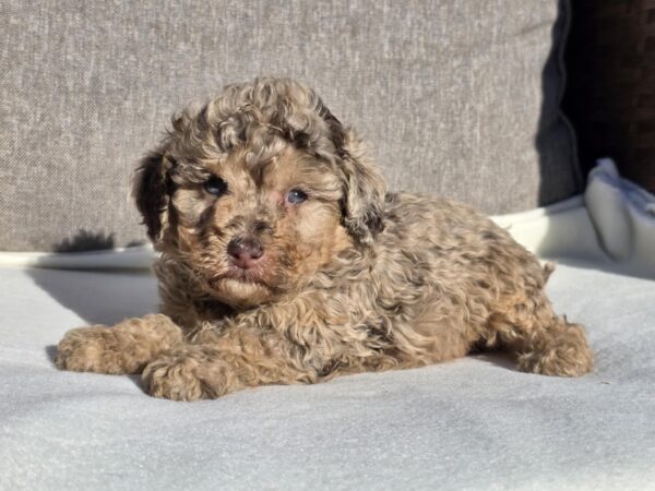 Debora Cavapoo