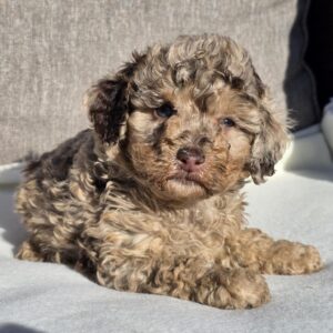 Debora Cavapoo