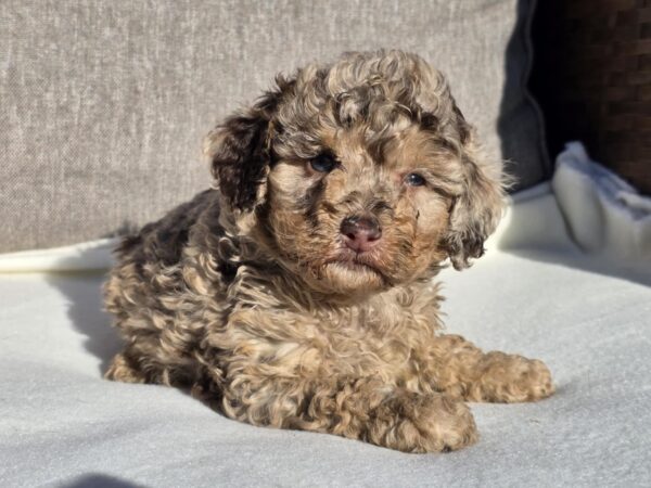 Debora Cavapoo