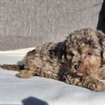 Debora-female-cavapoo-puppy-for-sale- (3)