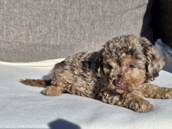 Debora Cavapoo