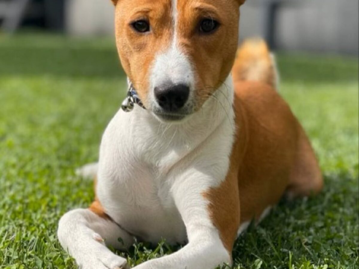 Hypoallergenic Dogs Basenji Dog Breed Info Hypoallergenic Basenji
