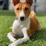 Gerra Basenji