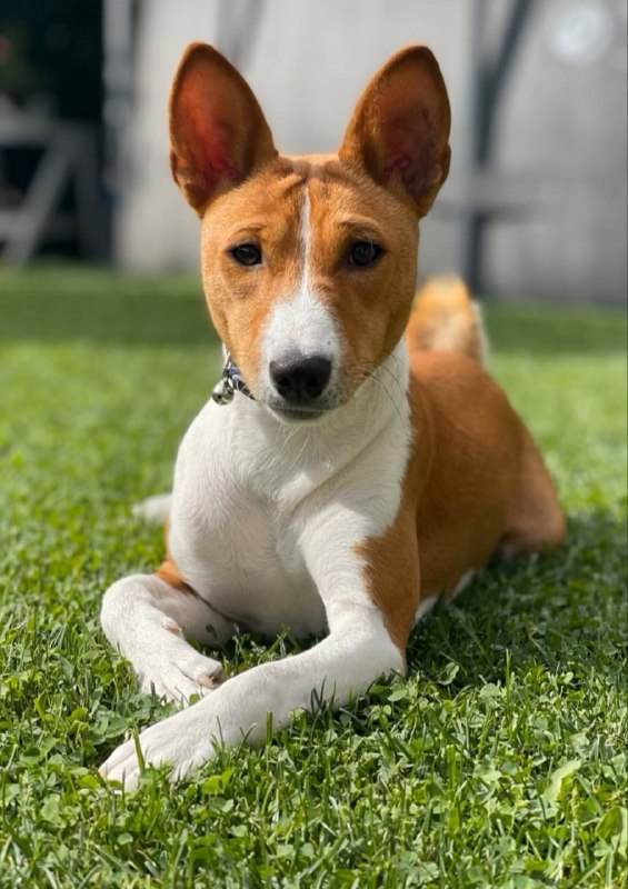Debra Basenji